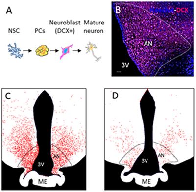 Imaging and spectroscopic methods to investigate adult neurogenesis in vivo: New models and new avenues